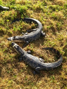 One year old alligators wait to be tossed into the wild swamp.