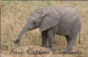 baby-elephant-poster